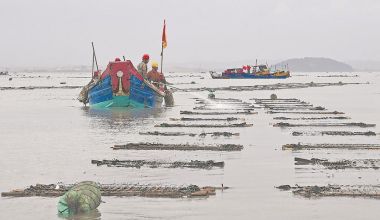 泉港區峰尾：紫菜養殖戶駕著小船開展潑苗作業