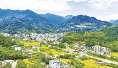 安溪縣部分鄉鎮晚稻已陸續進入成熟收割期