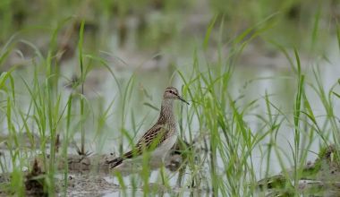 泉州連添兩種珍稀濱鷸 鳥類名錄更新至408種