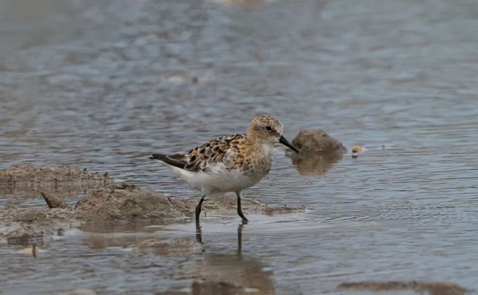 泉州連添兩種珍稀濱鷸 鳥類名錄更新至408種