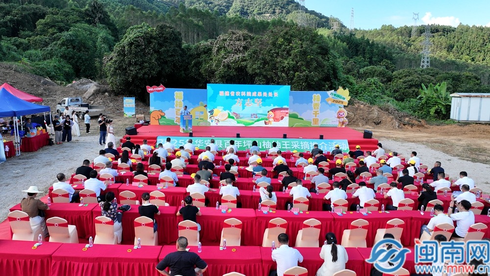 华安百年坪山柚古树群亮相 “福佑百年”文化薪火永续
