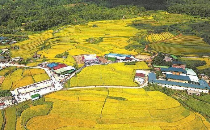 龍巖市永定區坎市鎮文秀千畝稻田一片豐收景象