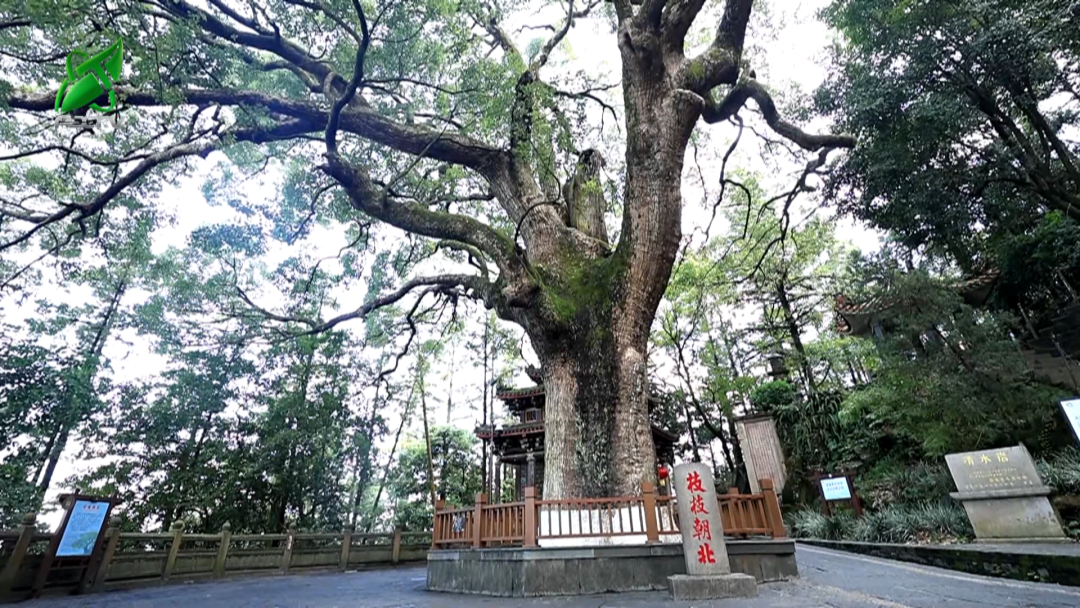 全省唯一！清水岩寺·枝枝朝北入选全国首批“国保单位·古树名木”协同保护名录