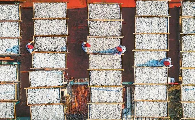 丁香魚干制作忙