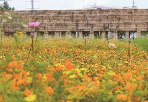 石狮：华山古民居硫黄菊绽放