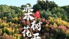 泉州：秋日序曲 栾树花开（视频）