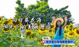 泉州晉江：向日葵花海，陽光下的美麗邂逅 （視頻）