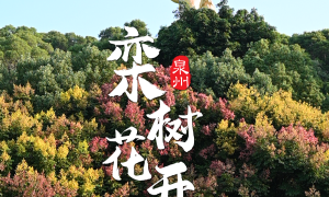 泉州：秋日序曲 欒樹花開