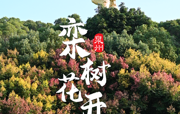 泉州：秋日序曲 栾树花开