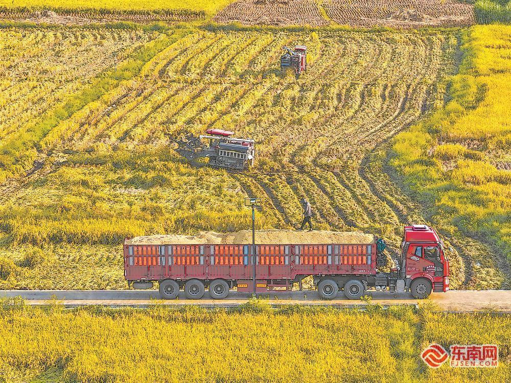 福安市10万多亩中稻陆续开镰