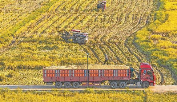 福安市10万多亩中稻陆续开镰