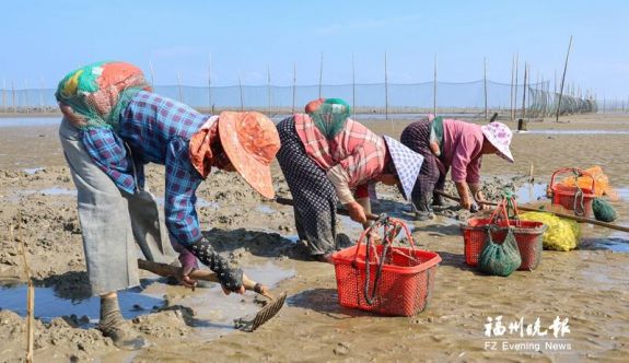 福州人餐桌添“鲜”意 连江文蛤和沙虫上市
