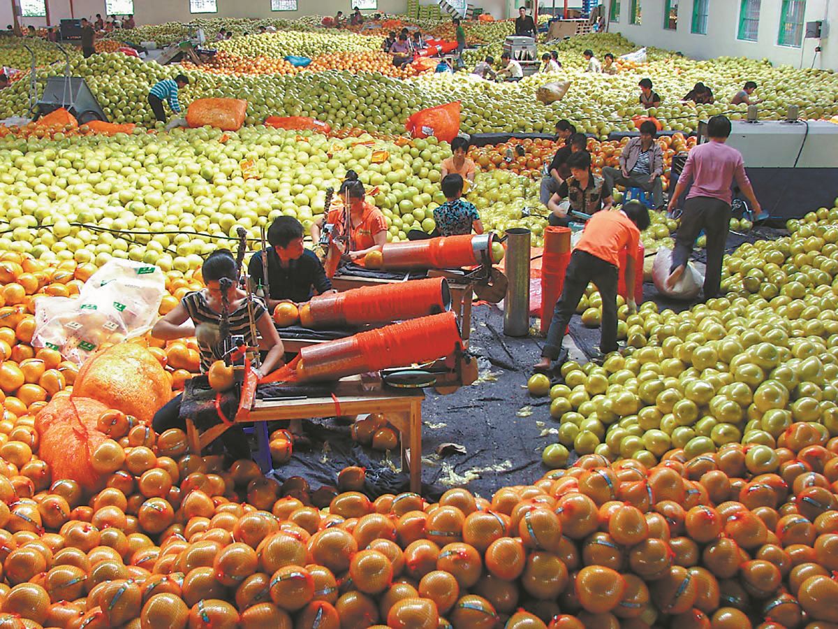 平和：蜜柚产业的“绿色升级”之路