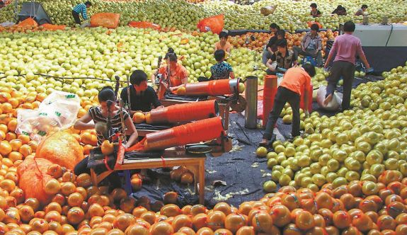 平和：蜜柚产业的“绿色升级”之路