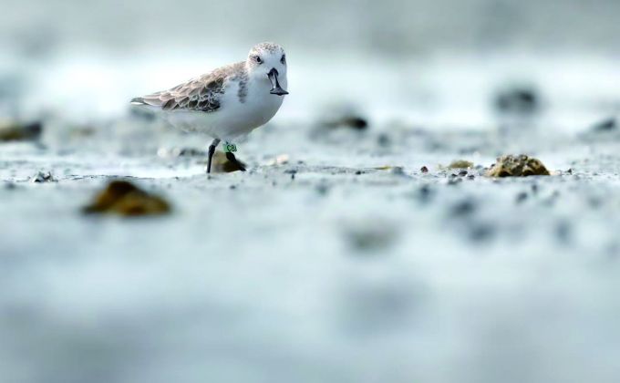 嘴巴像勺子 全球僅700只  “鳥中大熊貓”飛抵泉州越冬