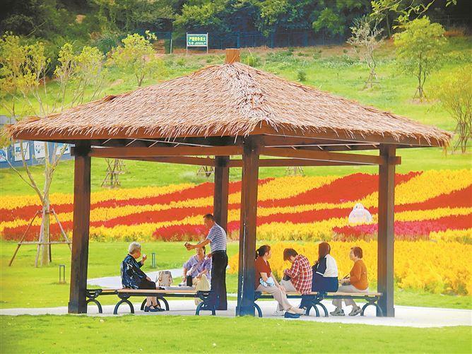 在海沧，花海为山坡披上锦缎。一阵风吹过，万千花浪，气势磅礴。（厦门日报拍客 俞子酱 摄）