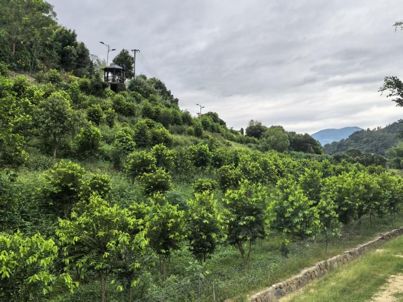 ​永春达埔：“香”遇共富 激活发展新动能