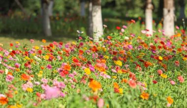 邂逅秋日烂漫：丰泽这片花海美丽绽放，就藏在……