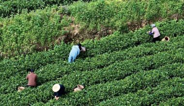 永春佛手冬茶采收基本完成 生態好茶俏銷不愁賣