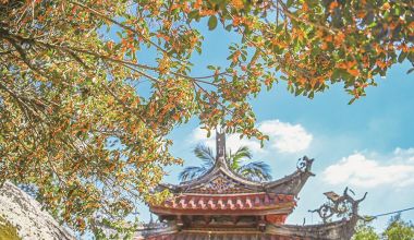 一片奇寺 百年桂花开两色