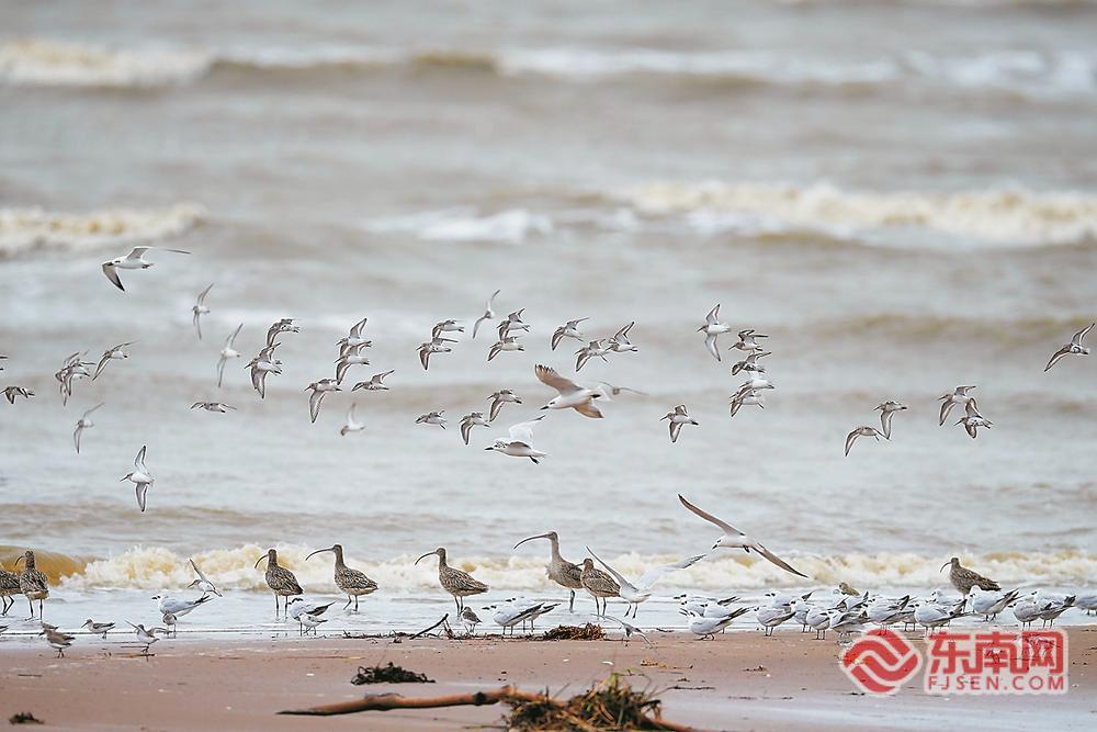 南迁越冬候鸟在闽江河口湿地保护区聚集