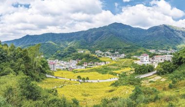 金秋时节 稻谷飘香