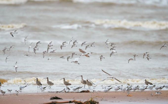 南迁越冬候鸟在闽江河口湿地保护区聚集