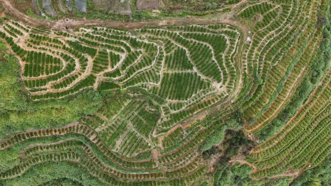 德化桂阳：千亩姜田迎丰收