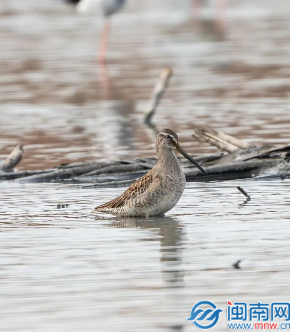 第410种!泉州再添鸟类新成员长嘴半蹼鹬