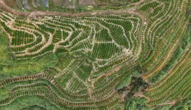 德化桂陽：千畝姜田迎豐收