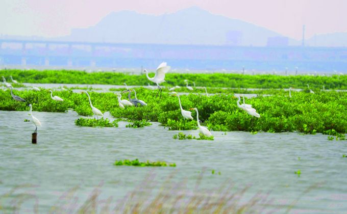 观鸟正当时！晋江蓝色海湾成候鸟“冬日家园”
