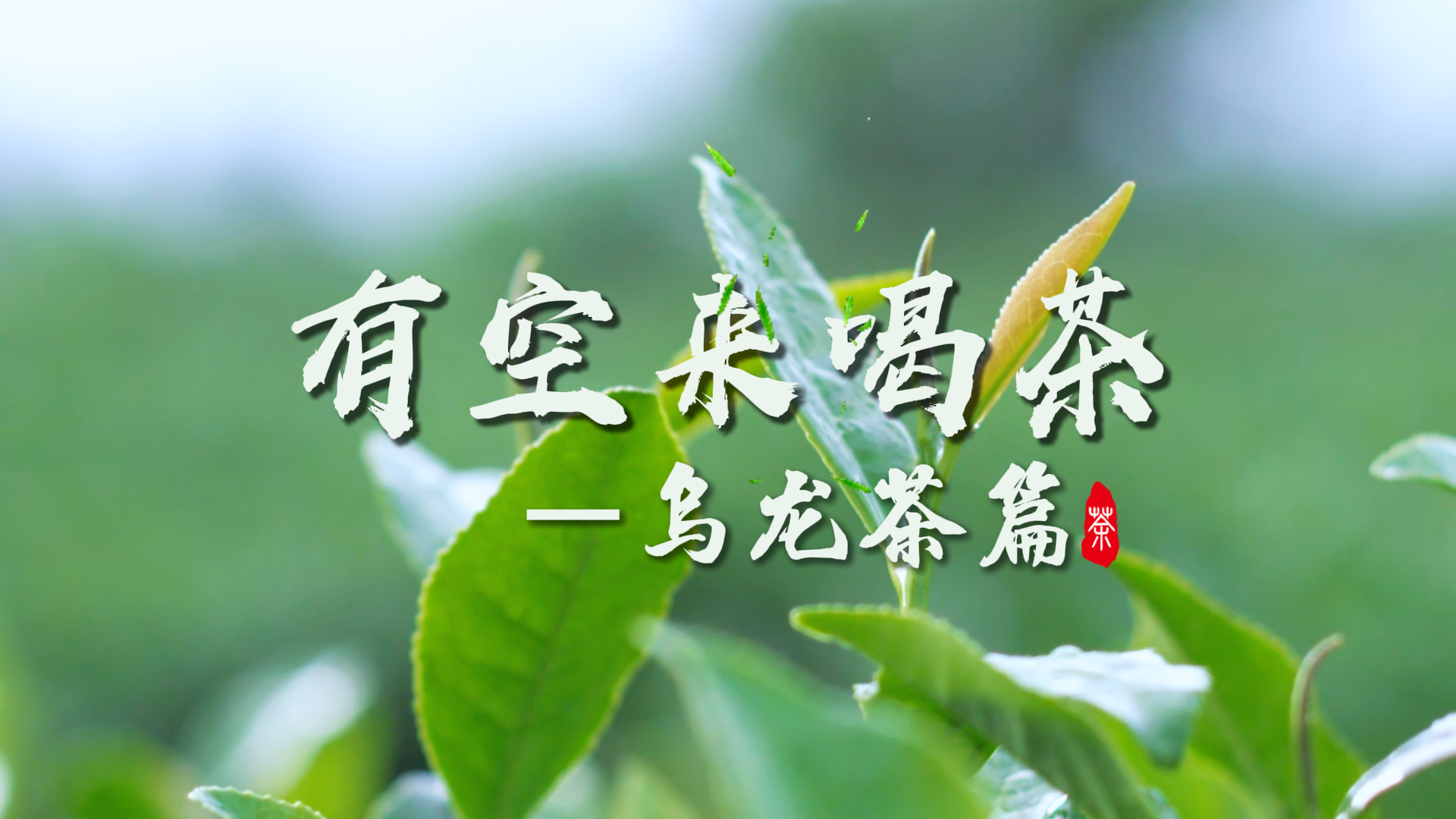 铁观音的代际玩法，安溪人给出自己的答案