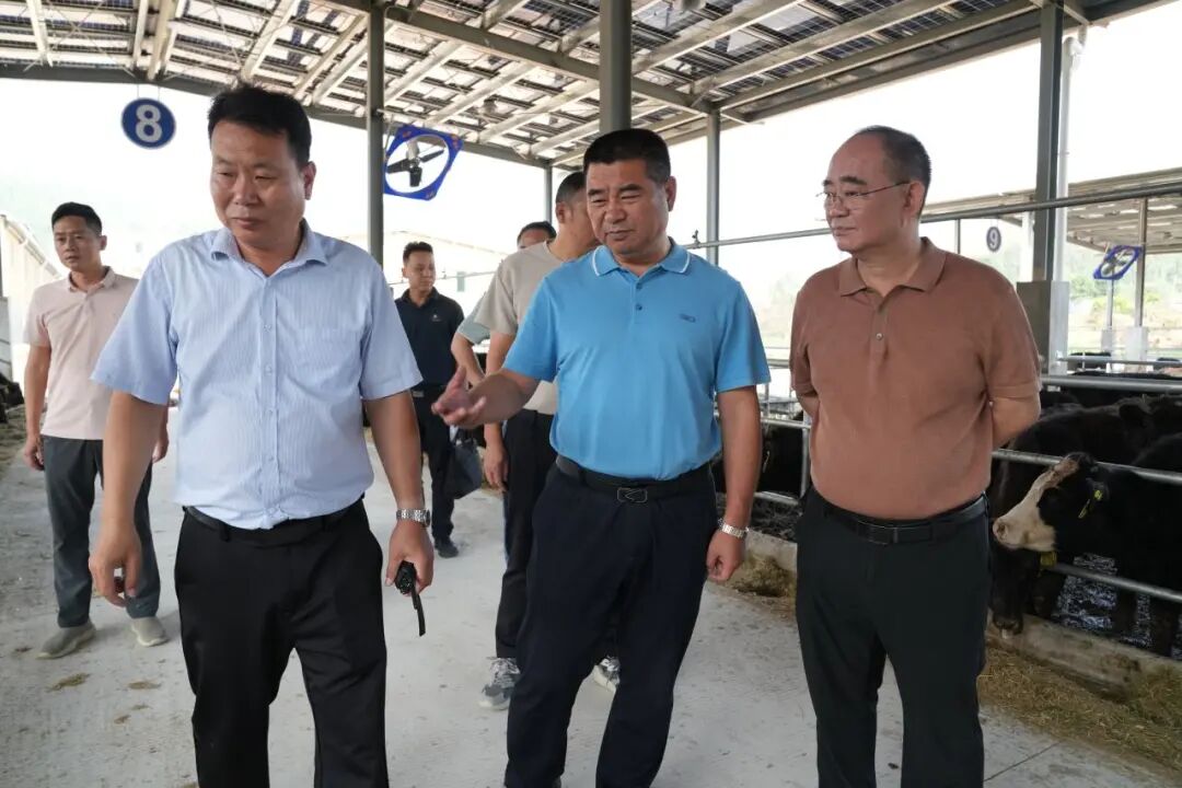 诏安县委书记调研特色产业项目