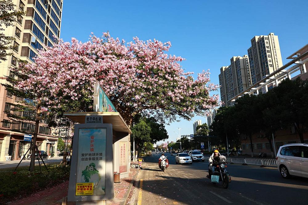 石狮宋塘路美人树立冬时节花满枝