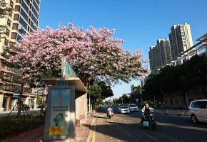 石獅宋塘路美人樹(shù)立冬時(shí)節(jié)花滿枝