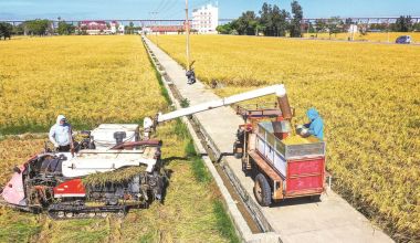 稻浪翻“金” 好“豐”景