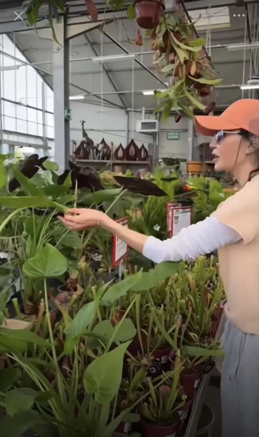 60歲張曼玉迷上當(dāng)園丁 表示：好開(kāi)心 好好玩