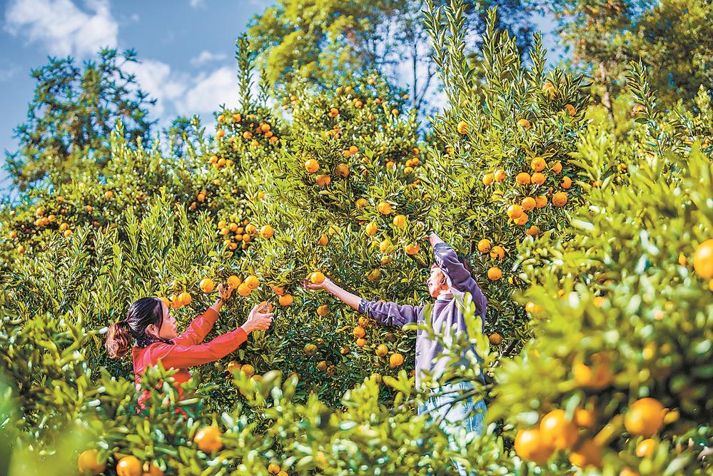 最是橙黄橘绿时——永春县人大代表强农共富驿站推动芦柑产业振兴之观察