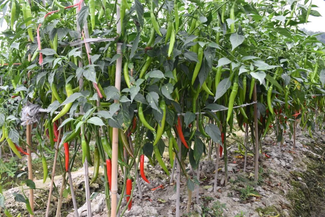 华安：奏响致富“椒”响曲