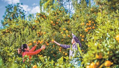 最是橙黃橘綠時——永春縣人大代表強農共富驛站推動蘆柑產業振興之觀察