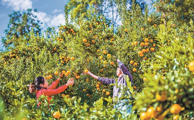 最是橙黄橘绿时——永春县人大代表强农共富驿站推动芦柑产业振兴之观察