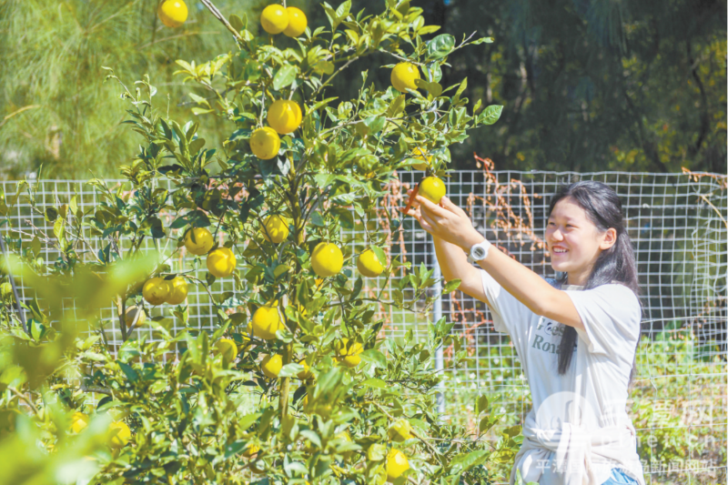 平潭：海岛橙意香引客