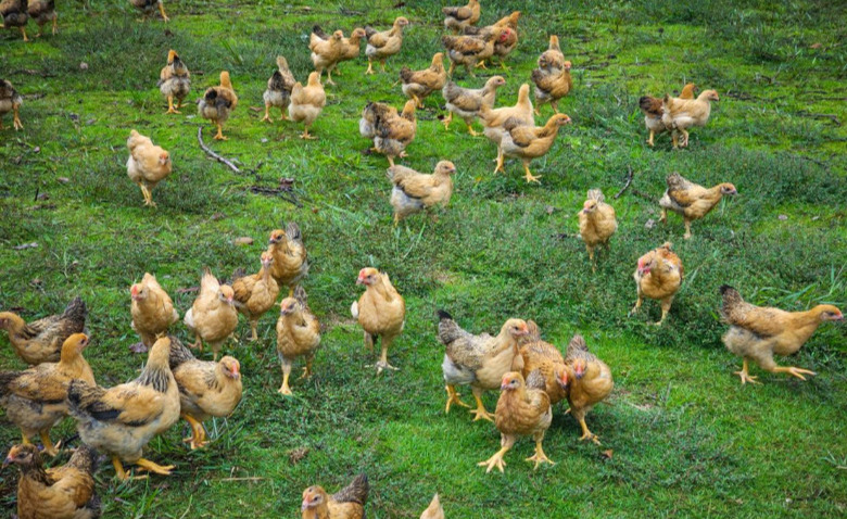 平和大溪：创新农业激活乡村振兴“一池春水”