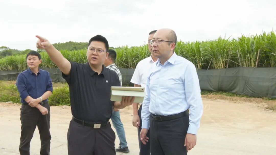 诏安县县长带队调研督导耕地保护与粮食安全工作