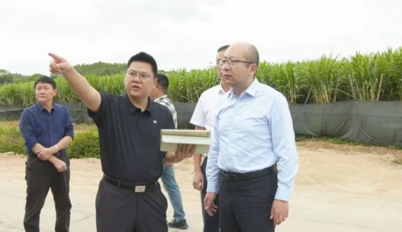 诏安县县长带队调研督导耕地保护与粮食安全工作