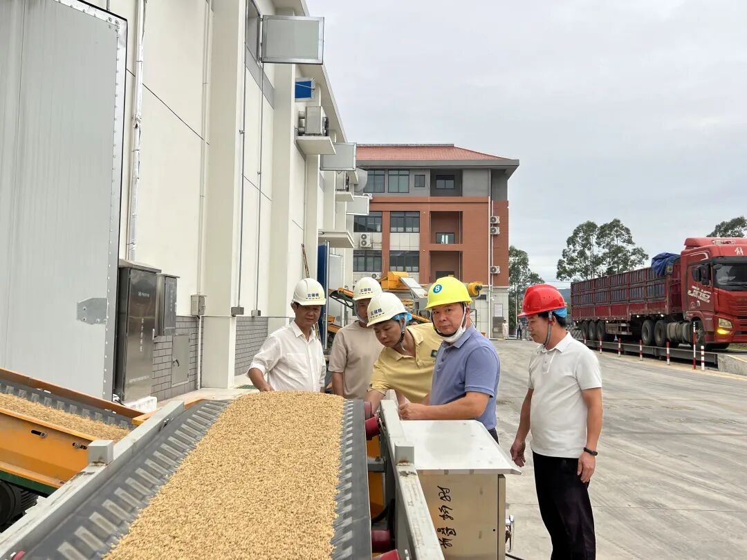 奋战四季度丨福建省储备粮在云霄“安家落户”