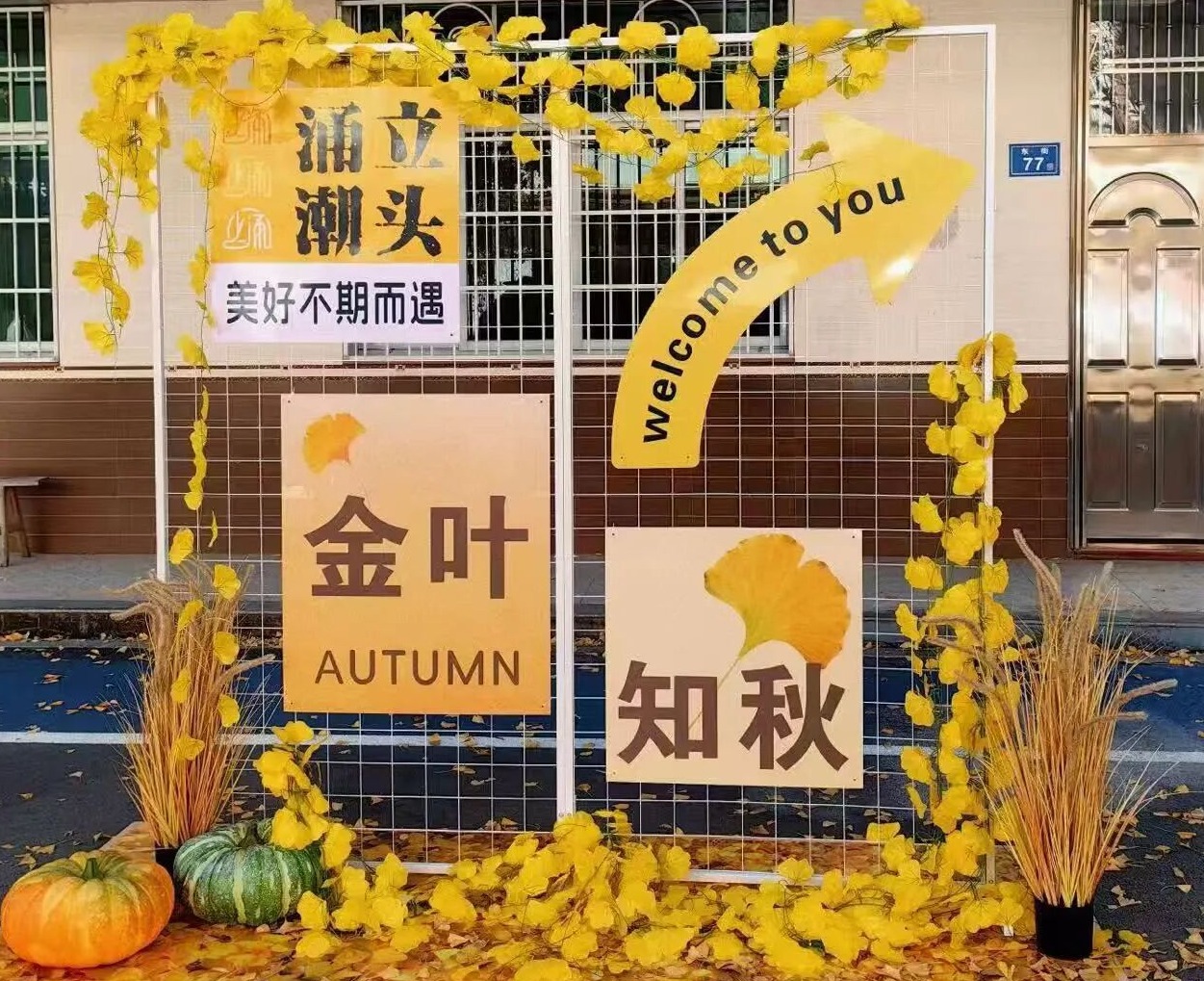 上涌镇：银杏灿若金 秋意引客来