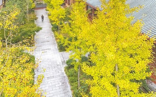 滿樹金黃映古剎 莆田南少林寺銀杏葉綴滿枝頭