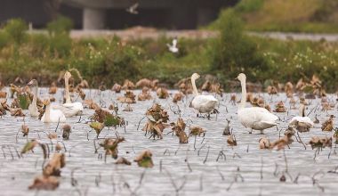 15ֻС조͡ʯʨʪع԰ ¸