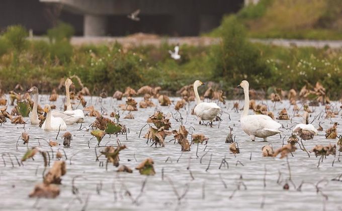 15只小天鹅“做客”石狮湿地公园 数量创下四年来新高